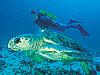 Diving off Heron Island