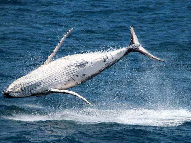 A playful calf breaching off the Gold Coast. Photo: Sea World Whale Watch