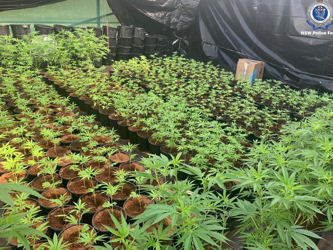 Drug and Firearms Squad detectives have seized more than $5.5 million worth of cannabis from a property on the state’s Mid North Coast. Picture: NSW Police