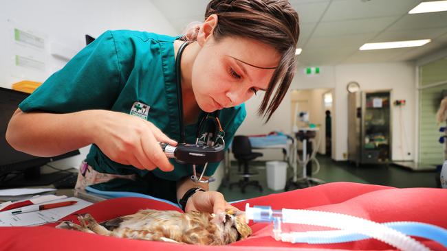 Currumbin Wildlife Hospital veterinarian Tina Tugwell administers medical treatment to an Australian native Southern Boobook Owl which was a rescued at Burleigh Heads. Photo: Scott Powick.