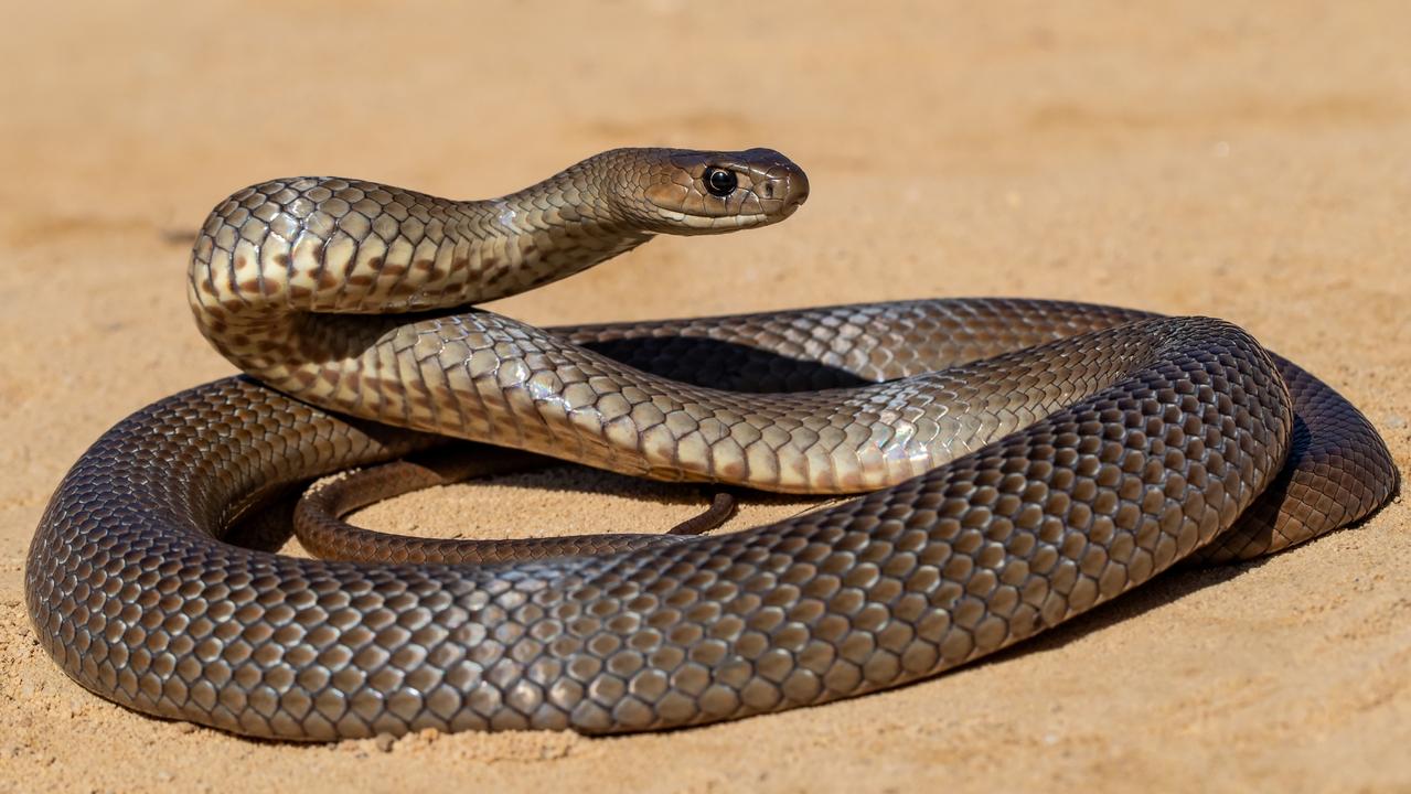 Snake Bites Rise In Australia: How To Stay Safe, Give First Aid | NT News