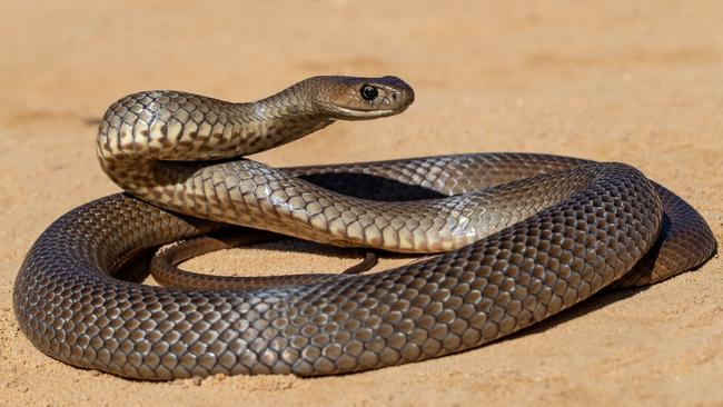 A Queensland man died after a suspected eastern brown snake bite. Picture: Supplied