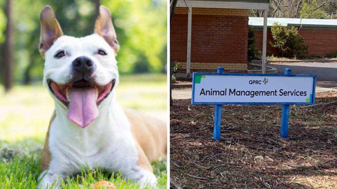 Queanbeyan Pound forced to euthanise all dogs after canine parvovirus outbreak