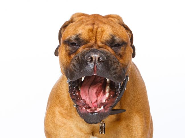 An angry looking bullmastiff dog growling with a  wide open mouth . Picture: iStock