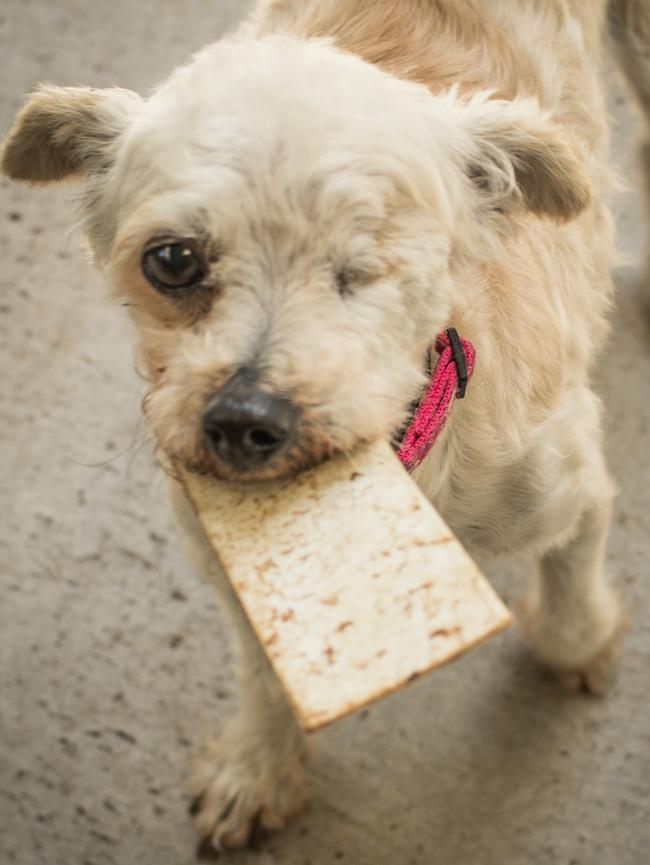 Polly the maltese terrier after months of treatment with the RSPCA. Picture: RSPCA.