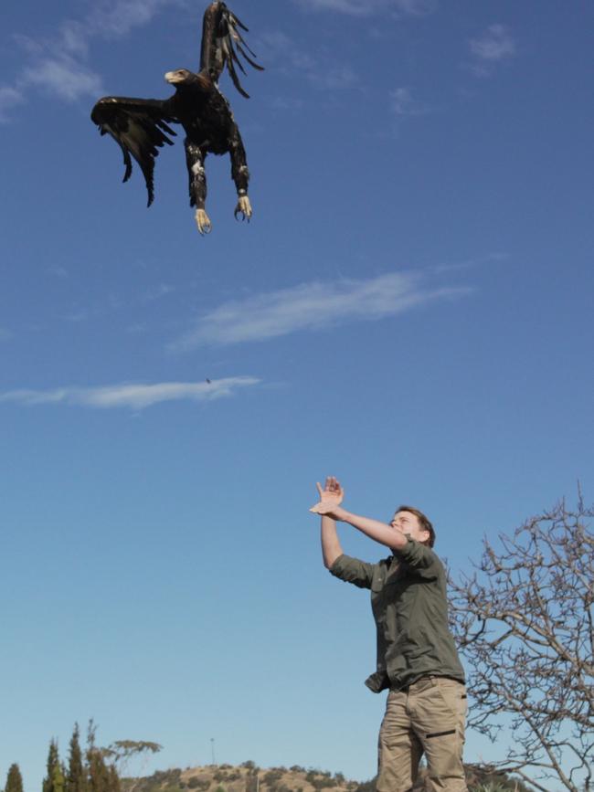 Ziggy Webb (son of Craig) releasing the wedge-tailed eagle on the Tasmania's East Coast on Friday. Picture: Jim Wooley