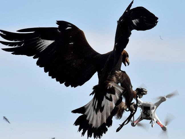 A royal eagle catches a drone during a military exercise at the Mont-de-Marsan airbase, France. Defence is considering training such birds of prey. Picture: Georges Gobet/AFP