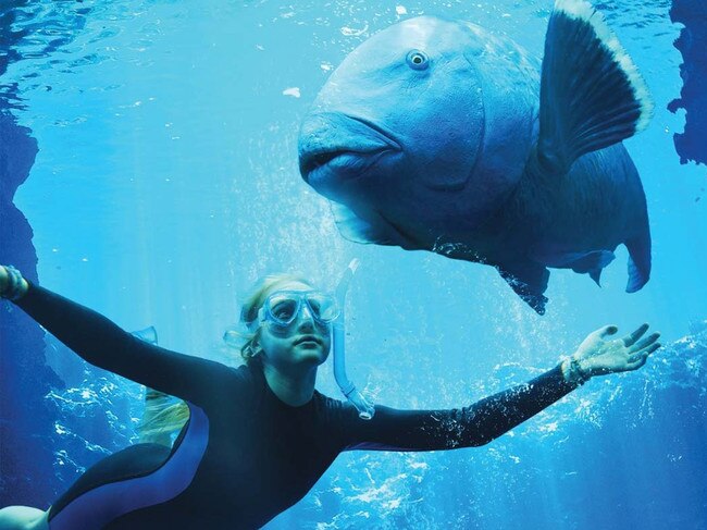 Humphrey invested in Blueback, Robert Connolly’s film based on the novel by Tim Winton.