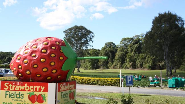 The "iconic" Palmview farm Strawberry Fields was placed on the market in 2020 with its elderly owners retiring to Hervey Bay.