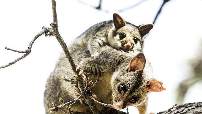 Possums are frequent victims of urban foxes. Picture: Nigel Hallett