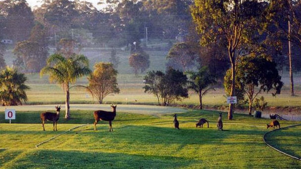 Feral deer and kangaroos share a fairway at Port Macquarie golf course on the NSW Mid North Coast.