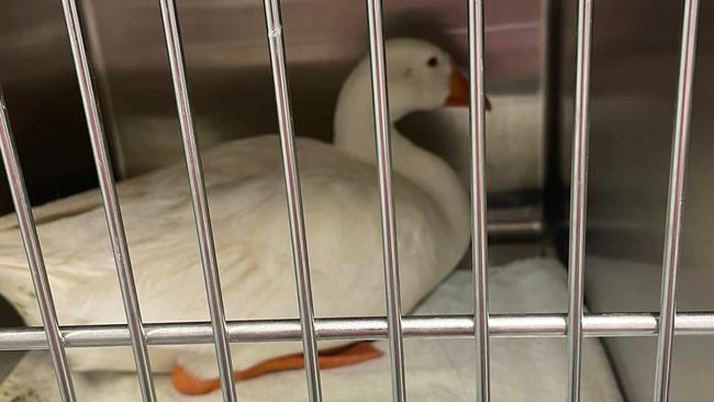 Cedric, the Cedric Archer Park goose, is expected to make a good recovery and is being rehabilitated at 4 Mile Farm where he will be known as Honky Tonk.