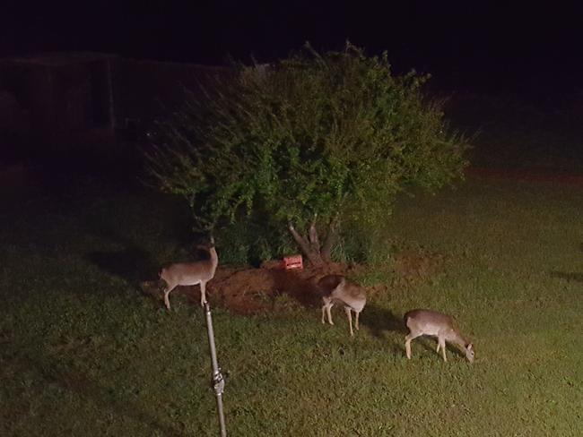 Luisa Cogno’s photo of a herd of deer enjoying breakfast in Wollondilly shire this morning. #SnapSydney #SnapMacarthur #SnapSydney2016