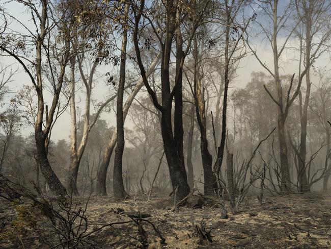 Blackened tree trunks after a controlled back burn in Miena. Picture: HEATH HOLDEN