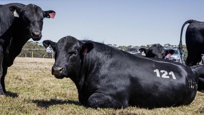 Te Mania Angus bull sale 2024 at Mortlake