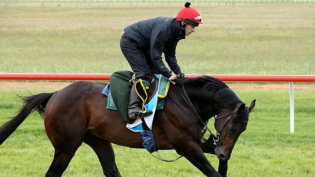 Brown Panther and Richard Kingscote stretch out at Werribee. Picture: Wayne Ludbey