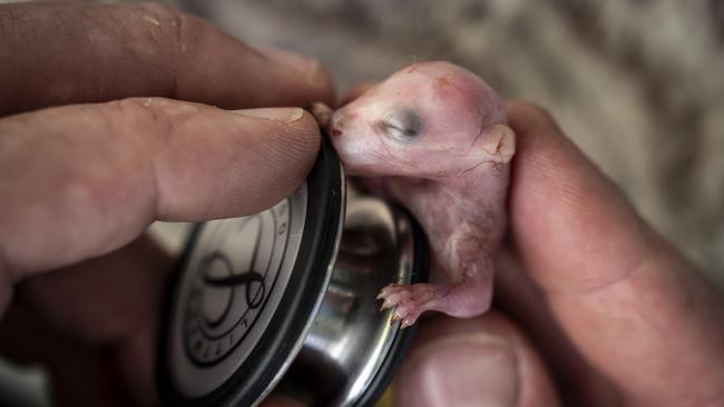 Clinging to life: Eddie listents for a heartbeat. Picture: Doug Gimesy