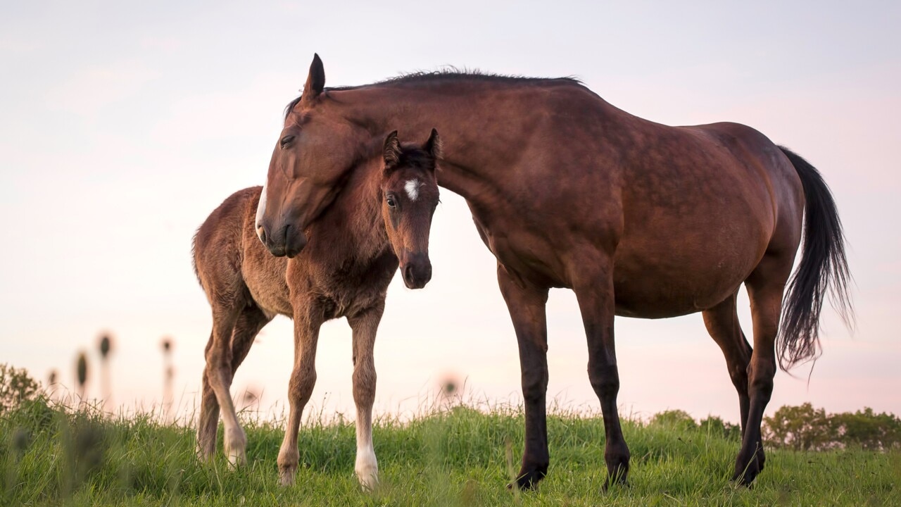 Gilgai Farm seems to breed 'at least one' Group 1 winner each year