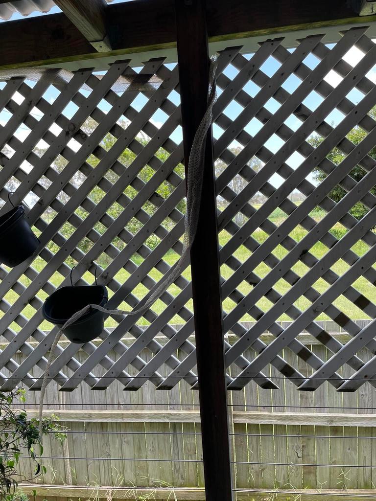 A snakeskin found hanging from the lattice of a veranda at a Granville home.