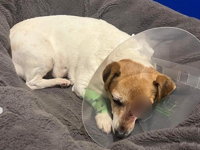 The distraught mum of a young girl has revealed her heartbreak after her daughter’s puppy lost an eye following an attack in a dog park.