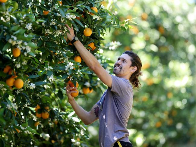 Backpacker Agustin Charlone pictured at Sparacionofarms at Peats Ridge  Friday 2nd October 2020. Joe Spiracino is finding it difficult to find pickers due to covid.pic Sue Graham