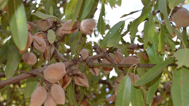 Australian almond growers are feeling markedly more positive heading into the 2024 season, off the back of favourable conditions and strong export demand from India and China. Picture: Peter Hemphill