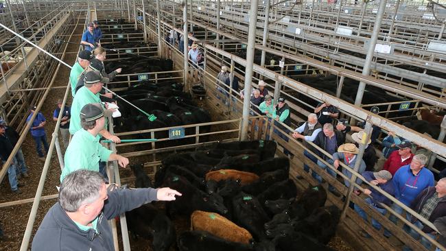 Prices were softer than producers would like at the Leongatha Store Sale held last week. Picture: Yuri Kouzmin