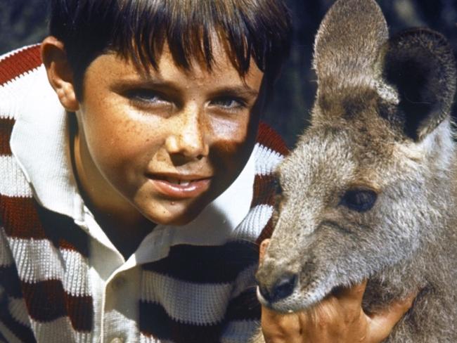 Eastern grey roo mob in Sydney could be Skippy’s family