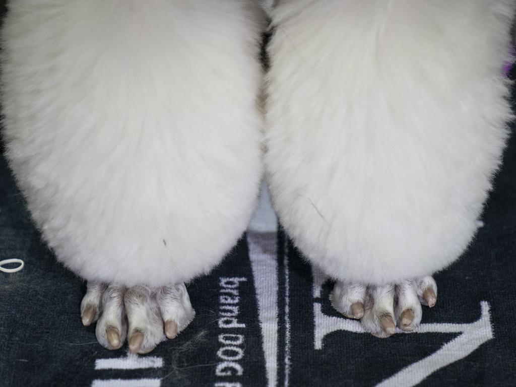 A poodle sits backstage in the grooming area at the 142nd Westminster Kennel Club Dog Show at The Piers on February 12, 2018 in New York City. The show is scheduled to see 2,882 dogs from all 50 states take part in this year’s competition. Drew Angerer/Getty Images/AFP