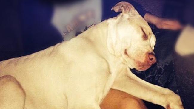 The dog that reportedly attacked a nine year old boy and his mother as she allegedly tried to drown her sons, killing one, in the NSW Murray River.