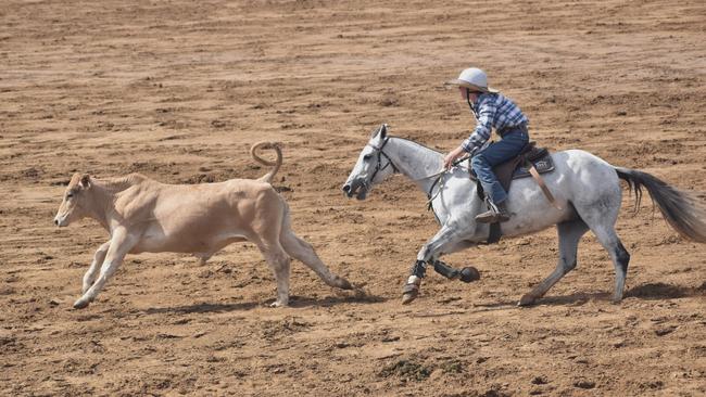 Action from the 23rd annual Paradise Lagoons Campdraft on May 10, 2025. Photo: Pam McKay
