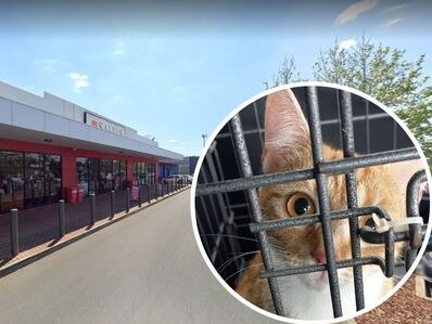 A ginger and white cat was dumped outside a Salvos at Salisbury North, zip tied in its cage and with food tied to the outside. Pictures: Supplied/RSPCA