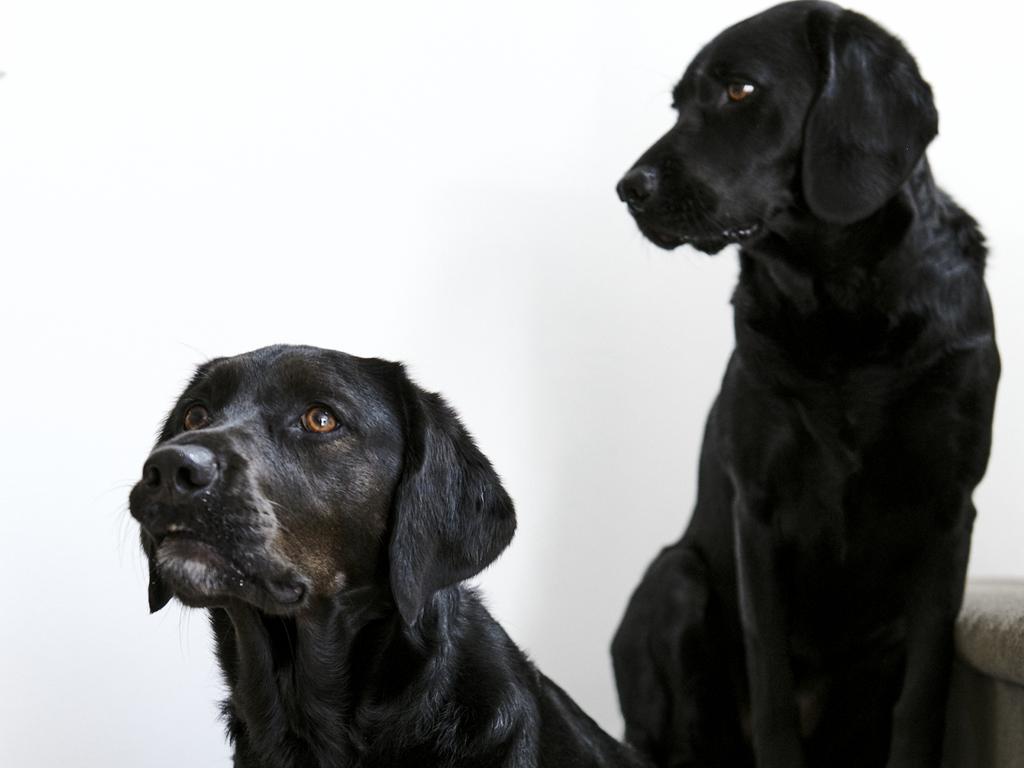 Daisy (left) and Lucy. Pictures: Eugene Hyland