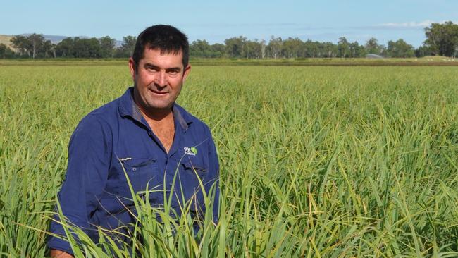 Green dream: Paul Stringer of Biloela in Queensland in a ready-to-be harvested lemongrass harvester.