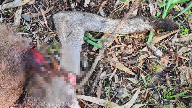 One kangaroo’s legs were cut off while it was still alive. Picture: Supplied via NCA NewsWire