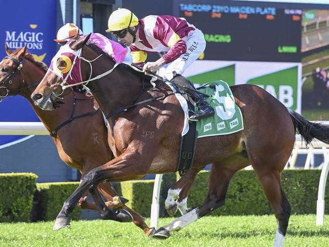 Laspirit Deeler looks hard to beat as she steps up in distance at Scone. Picture: Bradley Photos