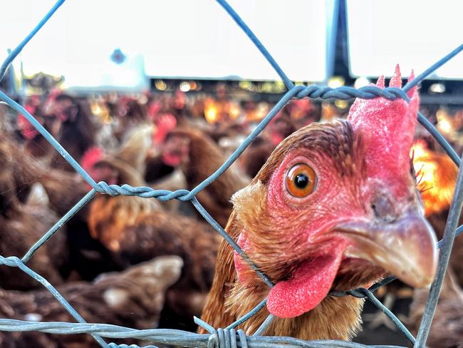 A chicken on a farm.