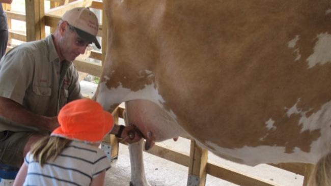 Children are given milk straight from the udder as part of a milking display at the Huon Valley Caravan Park. Picture: HUON VALLEY CARAVAN PARK.