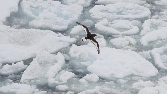 AN Antarctic petrel over pancake ice.