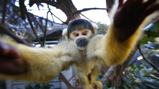 Male squirrel monkey Rodrigo pumps up the big guns for his photo. Picture: David Caird