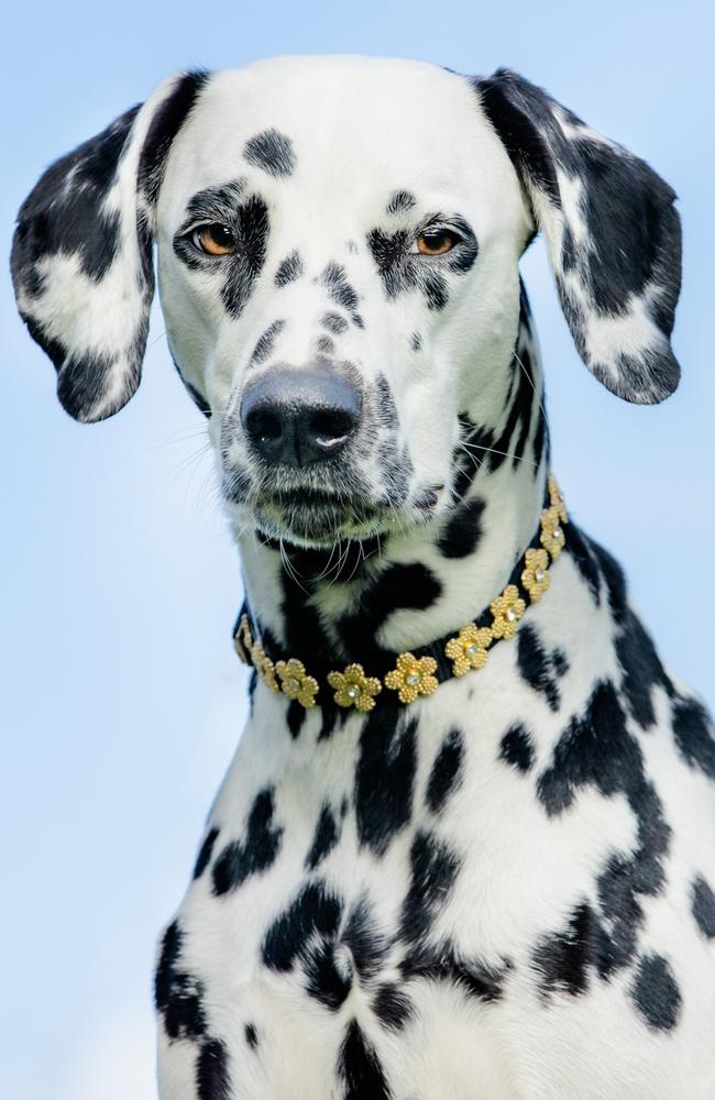 Dalmatian. Generic image. Photo: iStock