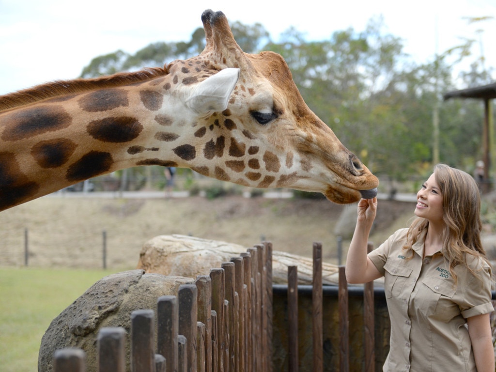 Bindi Irwin is busy looking after her own (human) baby now but you still might spot her at Australia Zoo.