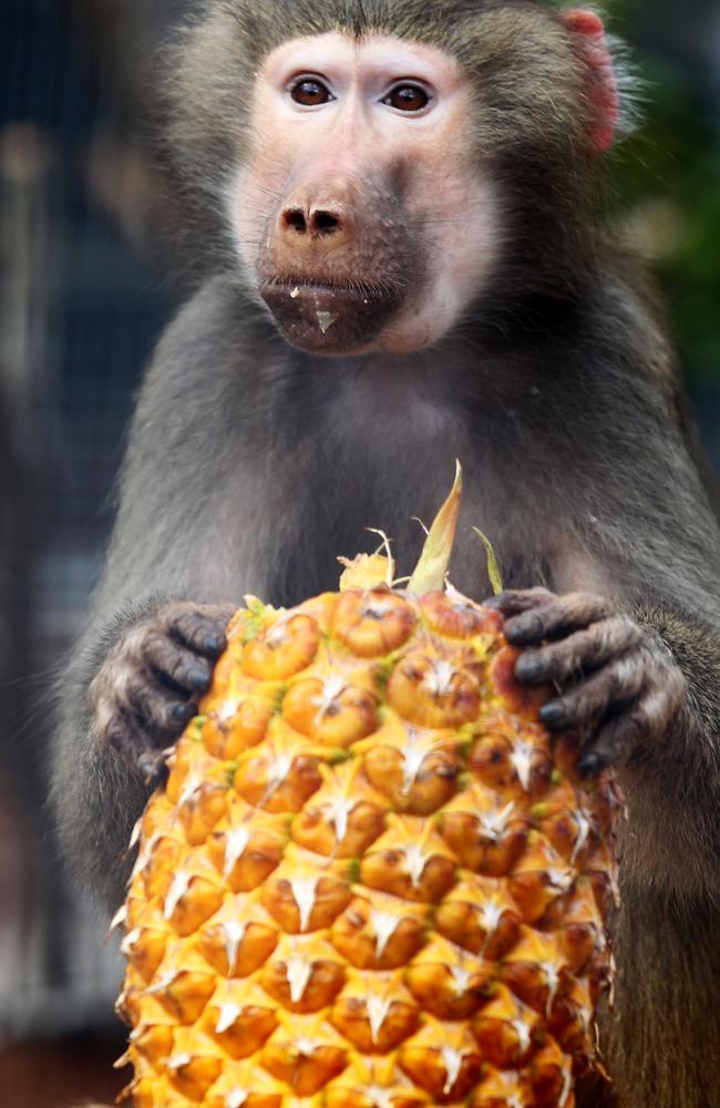 This is a baboon eating a pineapple. What does that have to do with this story? Ummm, well... let’s just say it’s illustrative of the fact that this week’s rain comes from warmer climes. Photo by Chris McCormack.