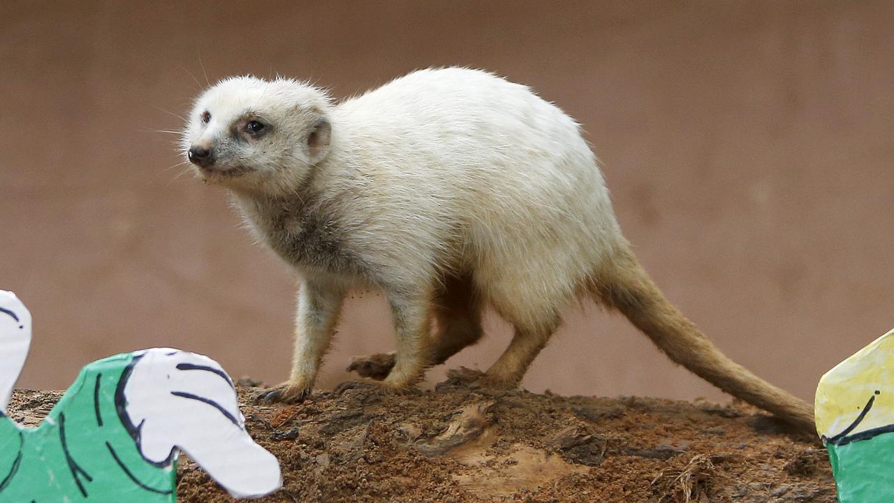 More heartbreak as Zoo bids farewell to another ‘iconic’ favourite