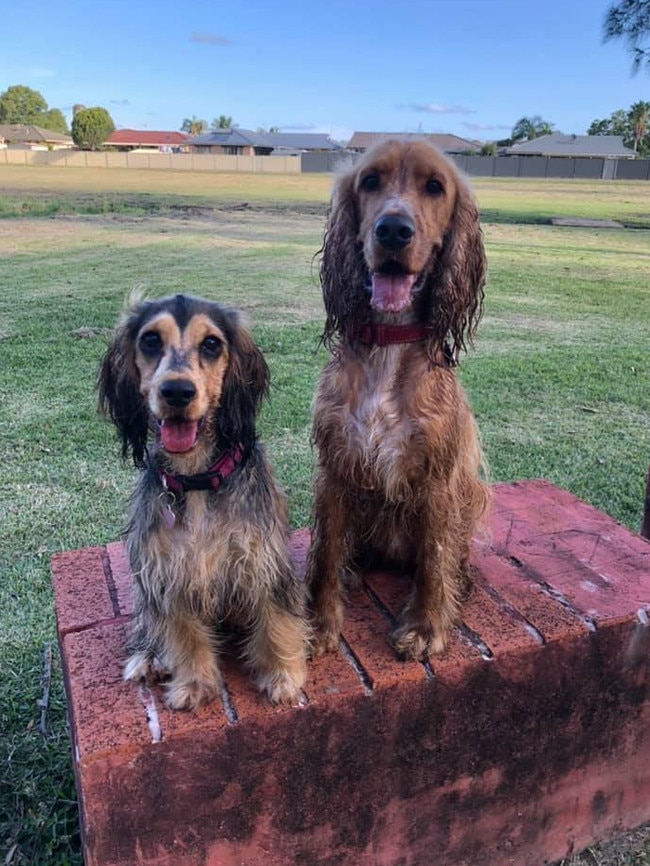 Plans are underway to set up a dog park in the Holdfast Bay Council area.