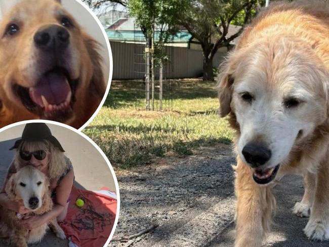 A grief-stricken owner of a ten-year-old golden retriever has called for immediate change after her dog Ruby died from a second vicious attack in less than a month.