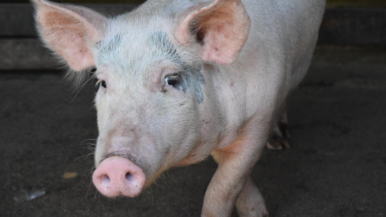 The possible growth of new diseases and impacts on food stock supplies were among the threats climate change posed to the Queensland pork industry, a new submission to a state inquiry says.