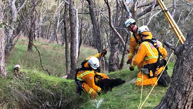 The moment Marah the labrador was lifted to safety