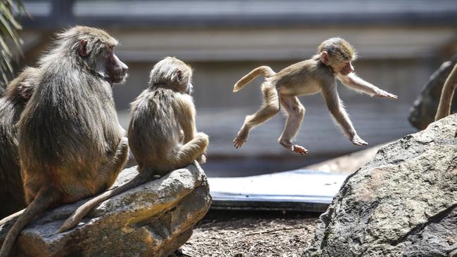 Melbourne Zoo was locked down after a false emergency alert that a baboon had escaped was issued. Picture: David Caird