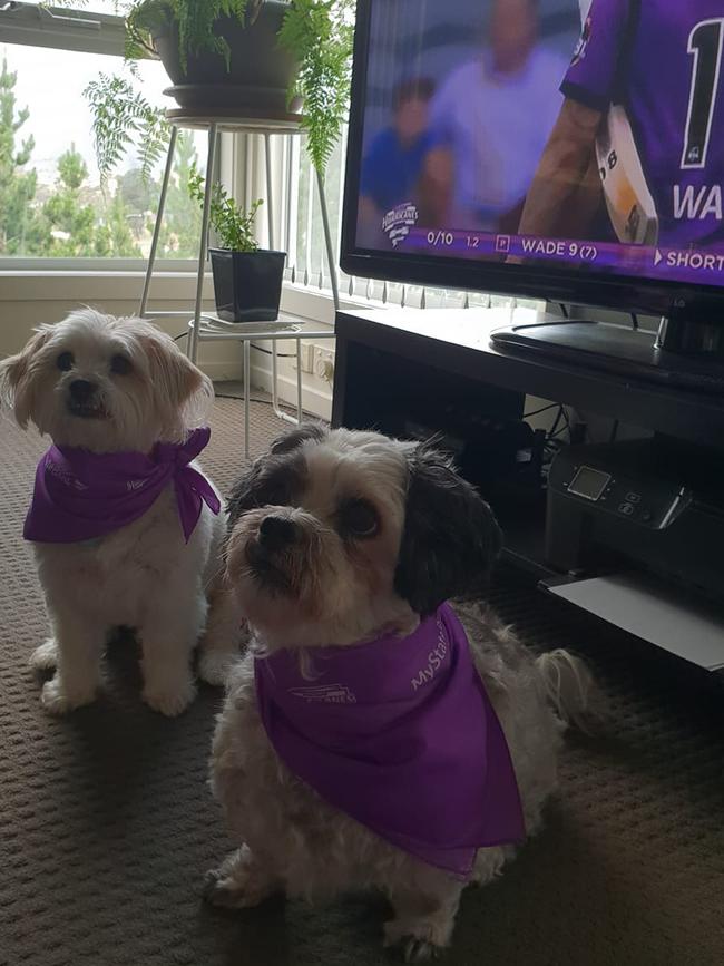 Tassie's Pawfect Pairs | Peta Vallerine: Bailey & Ollie! Always on the Cane Train!